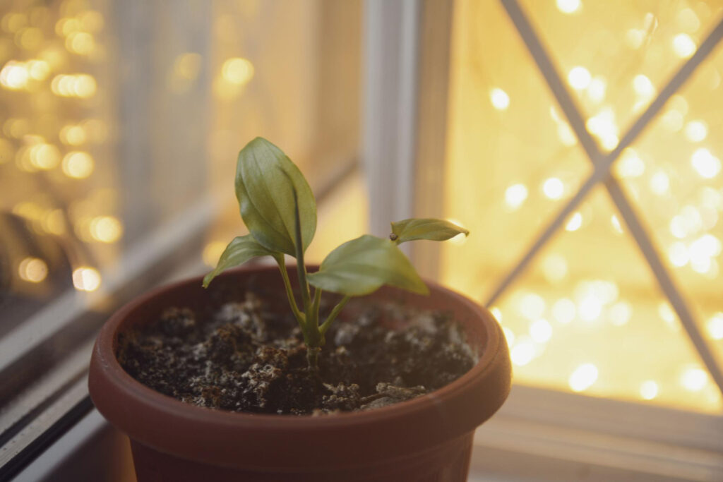 Plantas de interior de poca luz