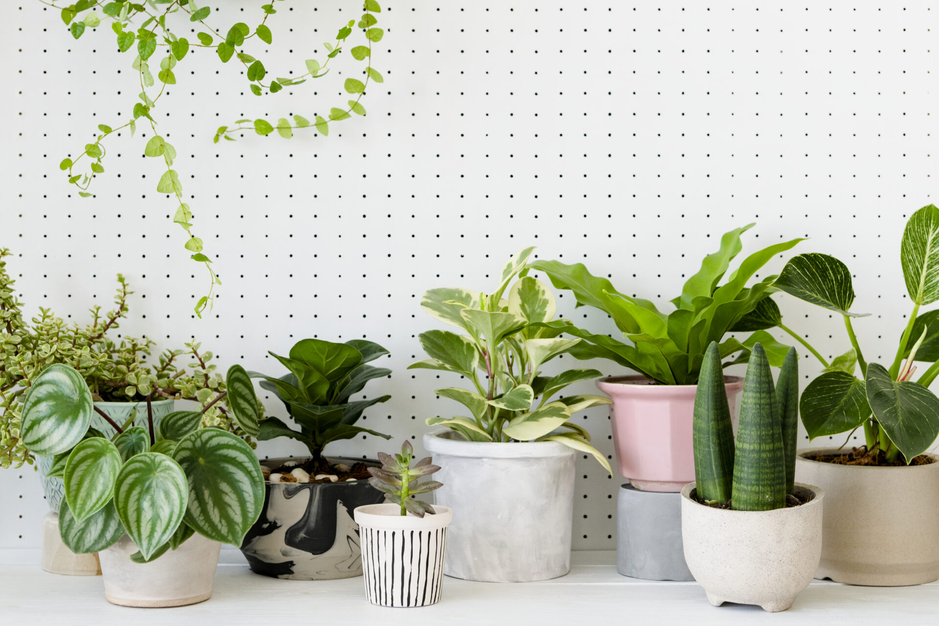 5 Plantas que purifican tu hogar