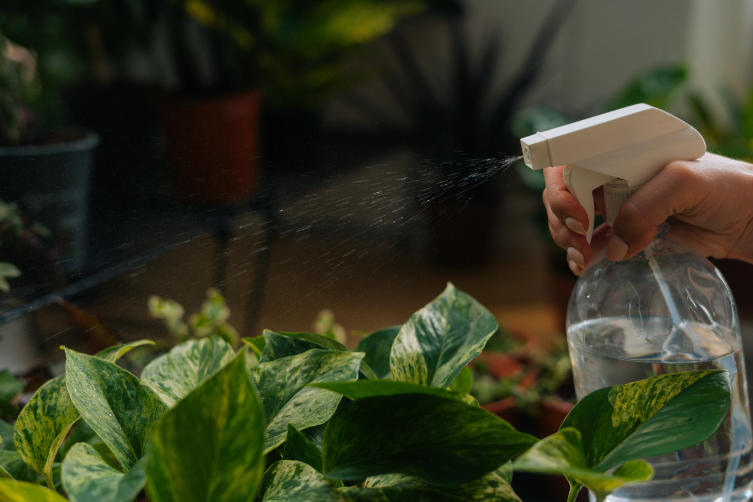 cómo cuidar las plantas de interior