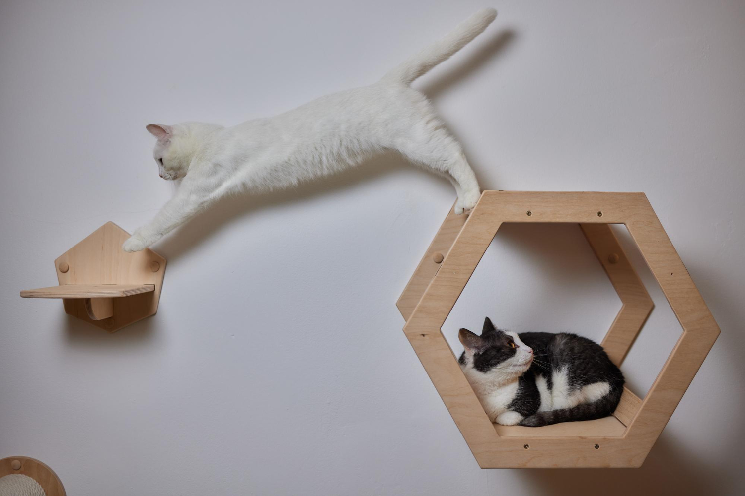 Decorar tu hogar-gatos-inspiracion-decoracion