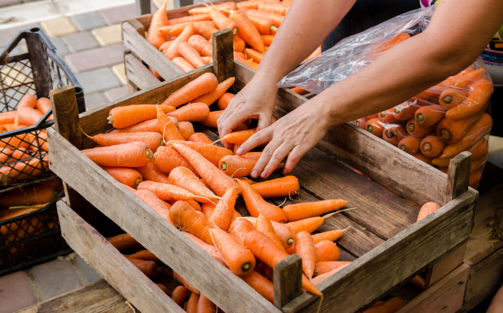 agricultor empaca cosecha fresca zanahorias bolsas venta zanahoria recien cosechada