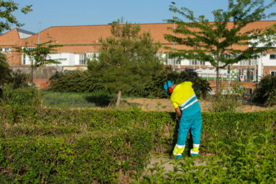trabajador limpieza publica utiliza equipo proteccion individual cortadora cesped cortar arbustos via publica